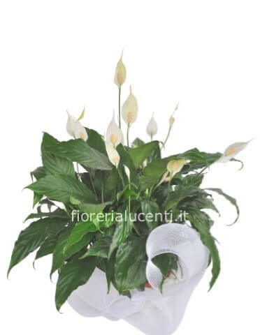 Pianta di Spathifillum fiorita