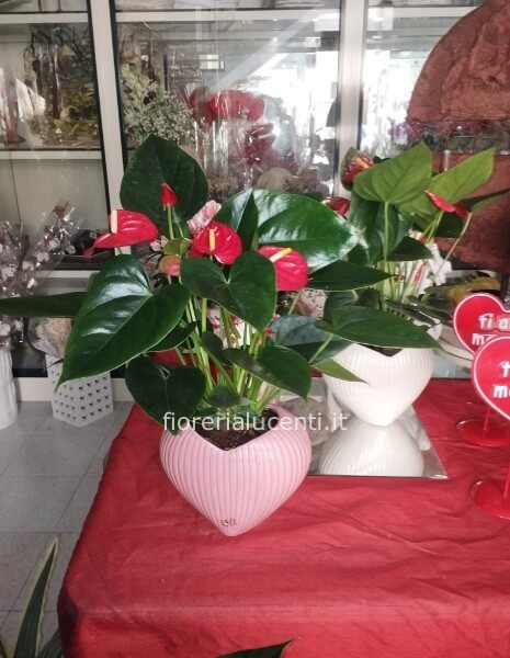 Pianta di anturium in vaso a cuore
